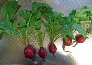 radish090530a.jpg