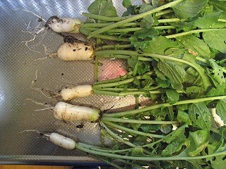 radish090530b.jpg