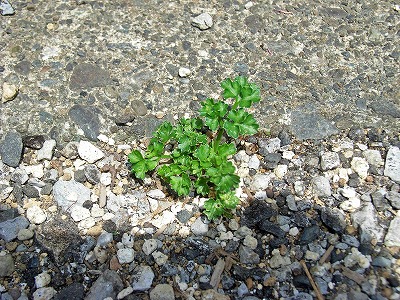 roadparsley100503b.jpg