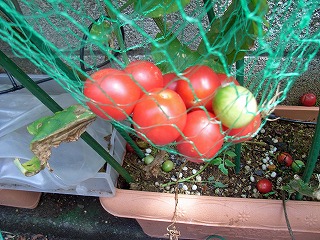 tomatosInNet0907.jpg